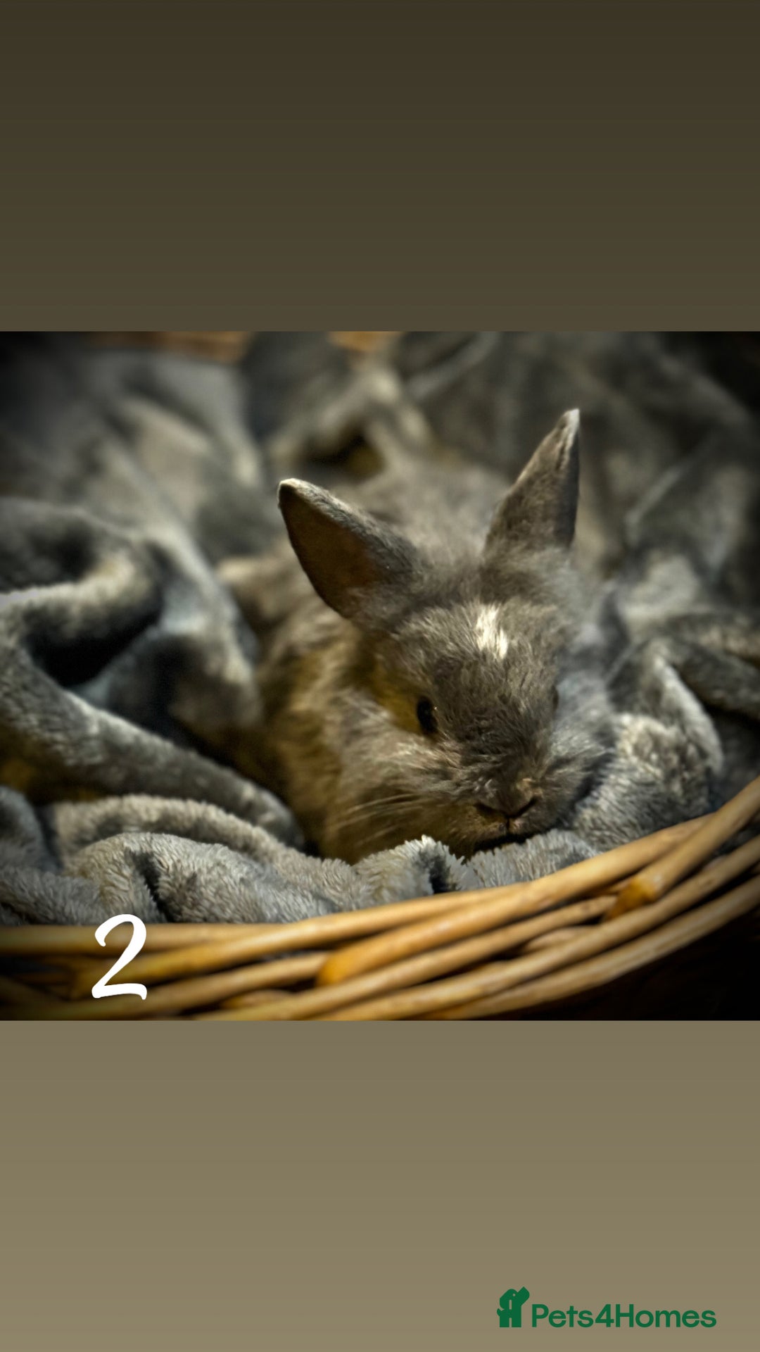 Lionhead rabbits for sale: 3babys&1junior❤️ - Image 3