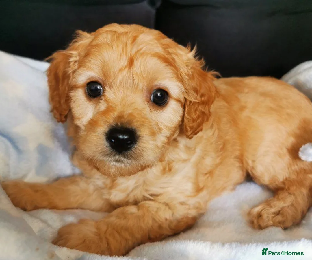 Cavapoo dogs for sale: Stunning Cavapoo Puppies for sale. in Southampton - Advert 7