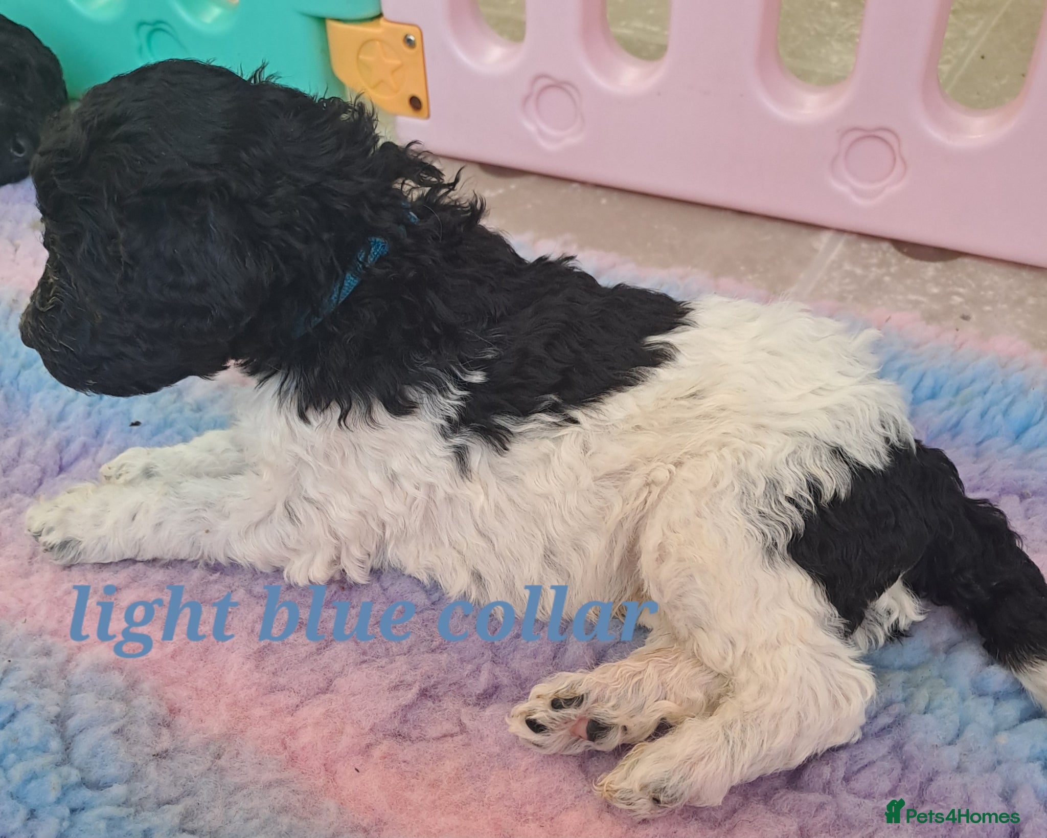 Standard Poodle dogs Stunning Parti Poodles 1 boy. - Advert 1