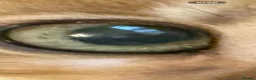 Bengal cats for sale: Stunning male Bengal  - Advert 12
