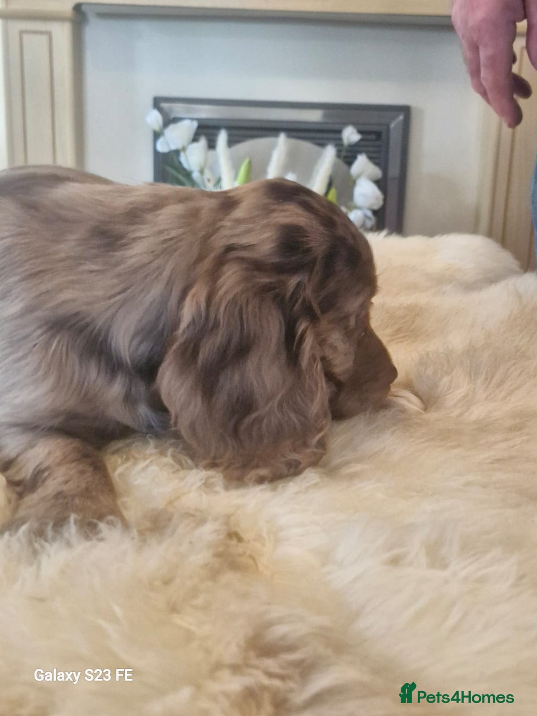 Cocker Spaniel dogs for sale: Cocker Spaniel puppies  - Image 12