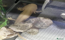 Axolotl reptiles for sale: Golden Male axolotl - Image 5