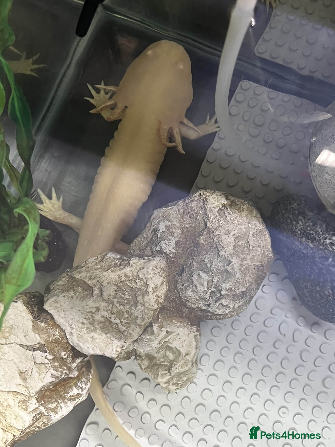 Axolotl reptiles for sale: Golden Male axolotl - Image 5