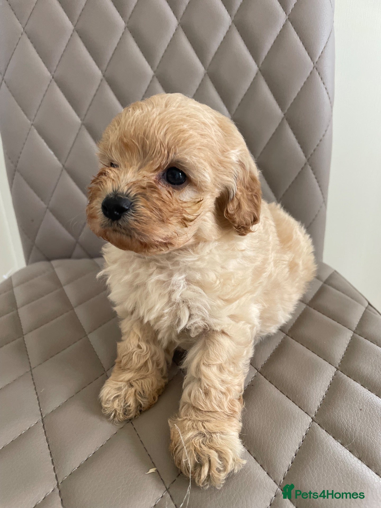 Cavapoo dogs F1 Cavapoo HEALTH TESTED  - Advert 8