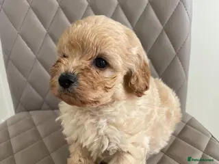 Cavapoo dogs F1 Cavapoo HEALTH TESTED - Advert 7