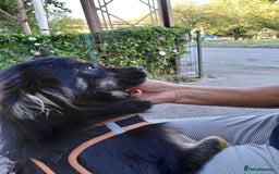 Mixed Breed dogs for adoption: ROBY, a superb puppy boy - for a Loving Home - Image 22