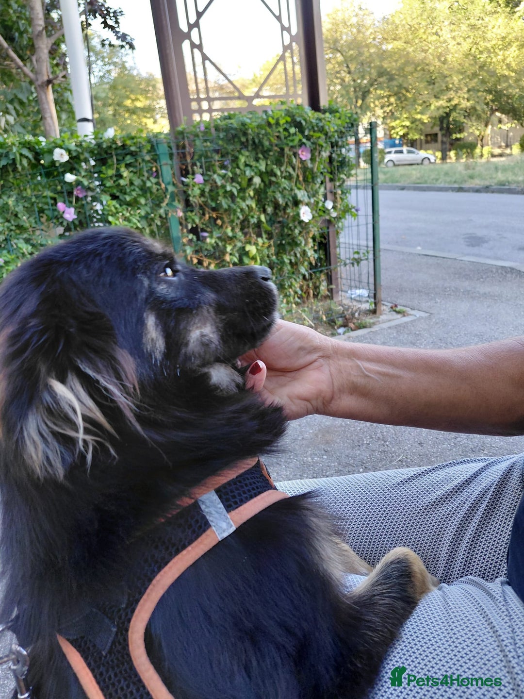 Mixed Breed dogs for adoption: ROBY, a superb puppy boy - for a Loving Home - Image 22