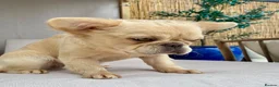 French Bulldog dogs for sale: French bulldog puppies for sale - Advert 3