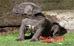 Cane Corso dogs for sale: Cane corso puppies ready to leave now - Image 11