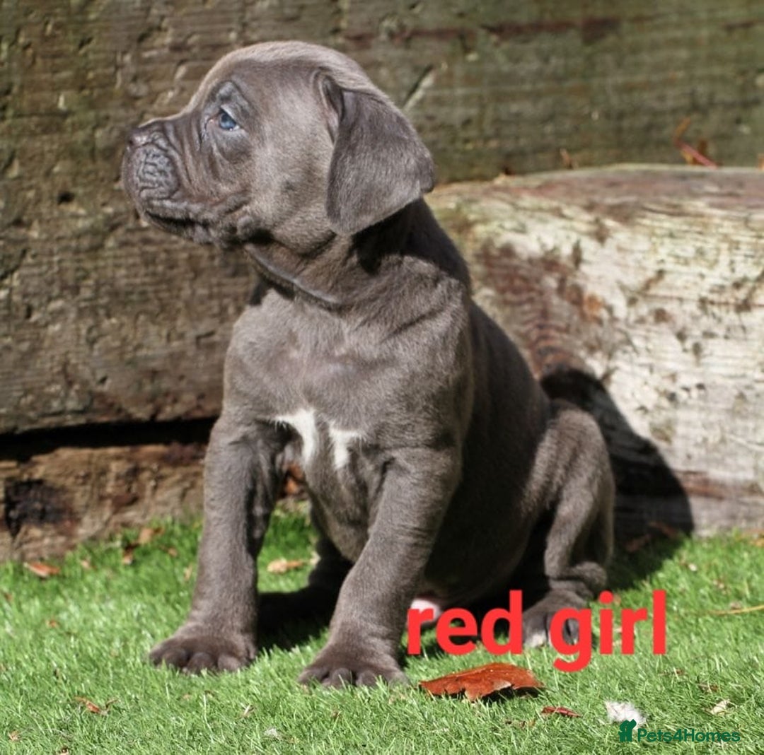 Cane Corso dogs for sale: Cane corso puppies ready to leave now - Image 11