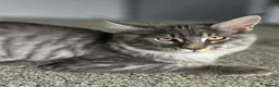 Maine Coon cats for sale: Maine Coon kittens for sale - Advert 5