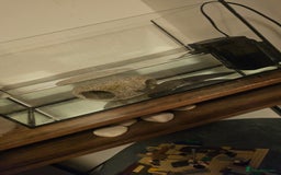 Axolotl reptiles for sale: Male Axalotl  - Advert 2