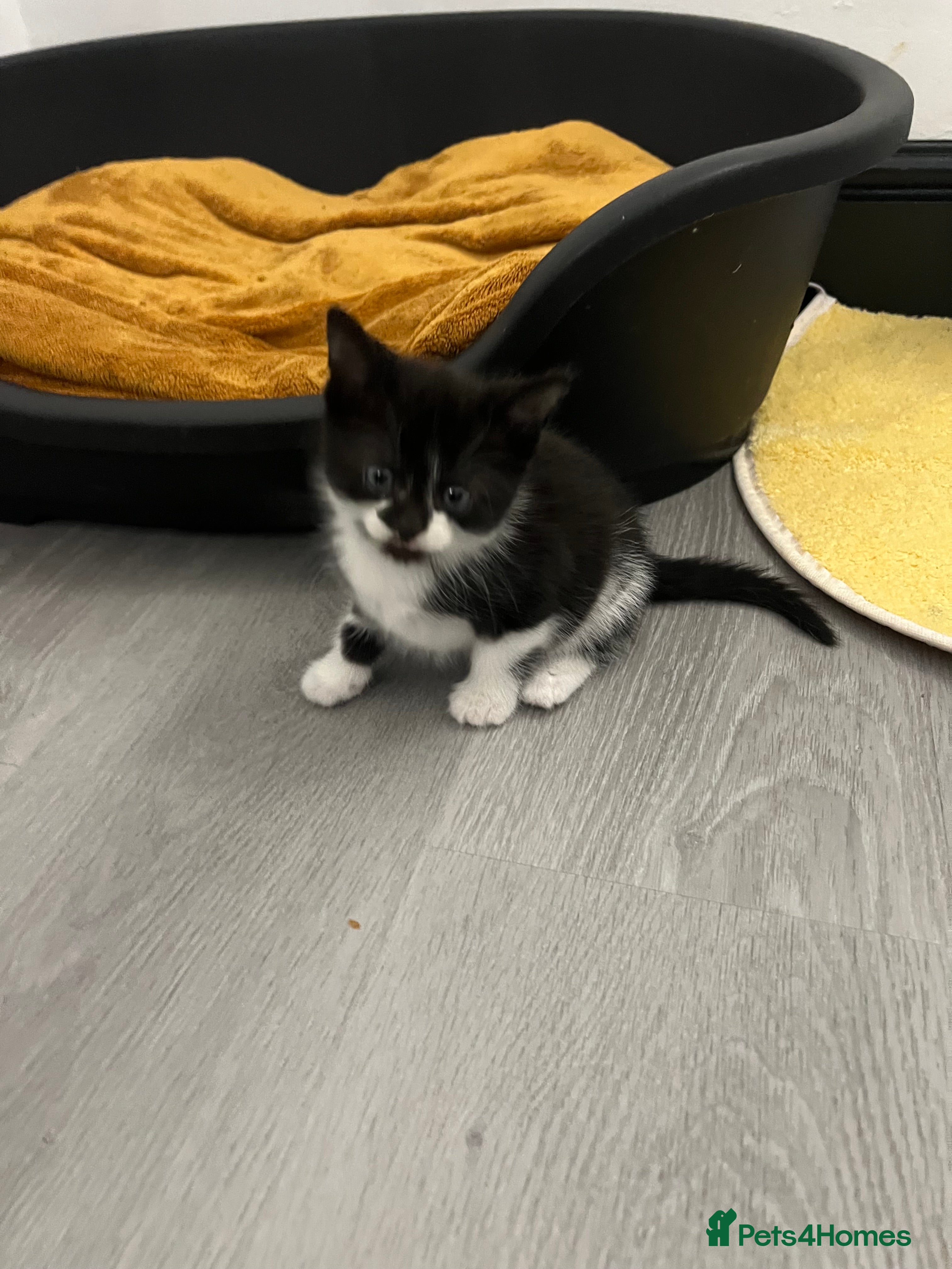 Mixed Breed cats Adorable kittens for sale  - Advert 2
