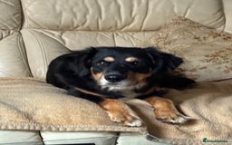 Mixed Breed dogs for adoption: Sweet Bubu Looking For Love  - Image 8