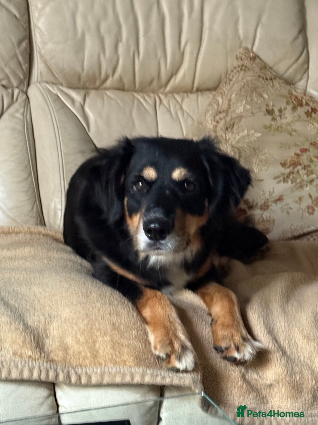 Mixed Breed dogs for adoption: Sweet Bubu Looking For Love  - Image 8