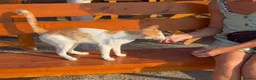 Mixed Breed cats for adoption: Moonie - Norwich Norfolk  - Advert 3
