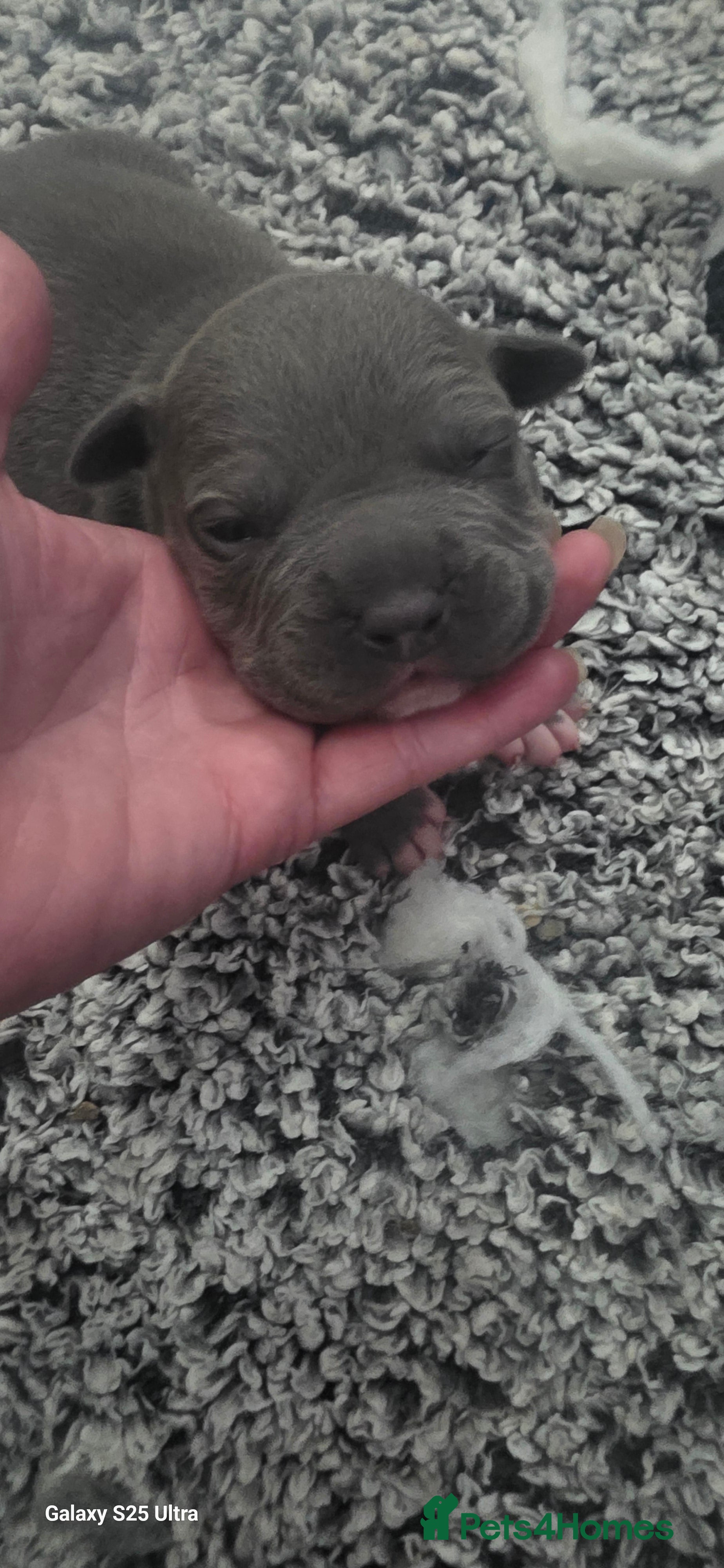 American Bull Staffy dogs American staff pups - Advert 3