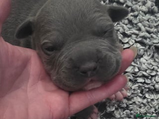 American Bull Staffy dogs American staff pups - Advert 2