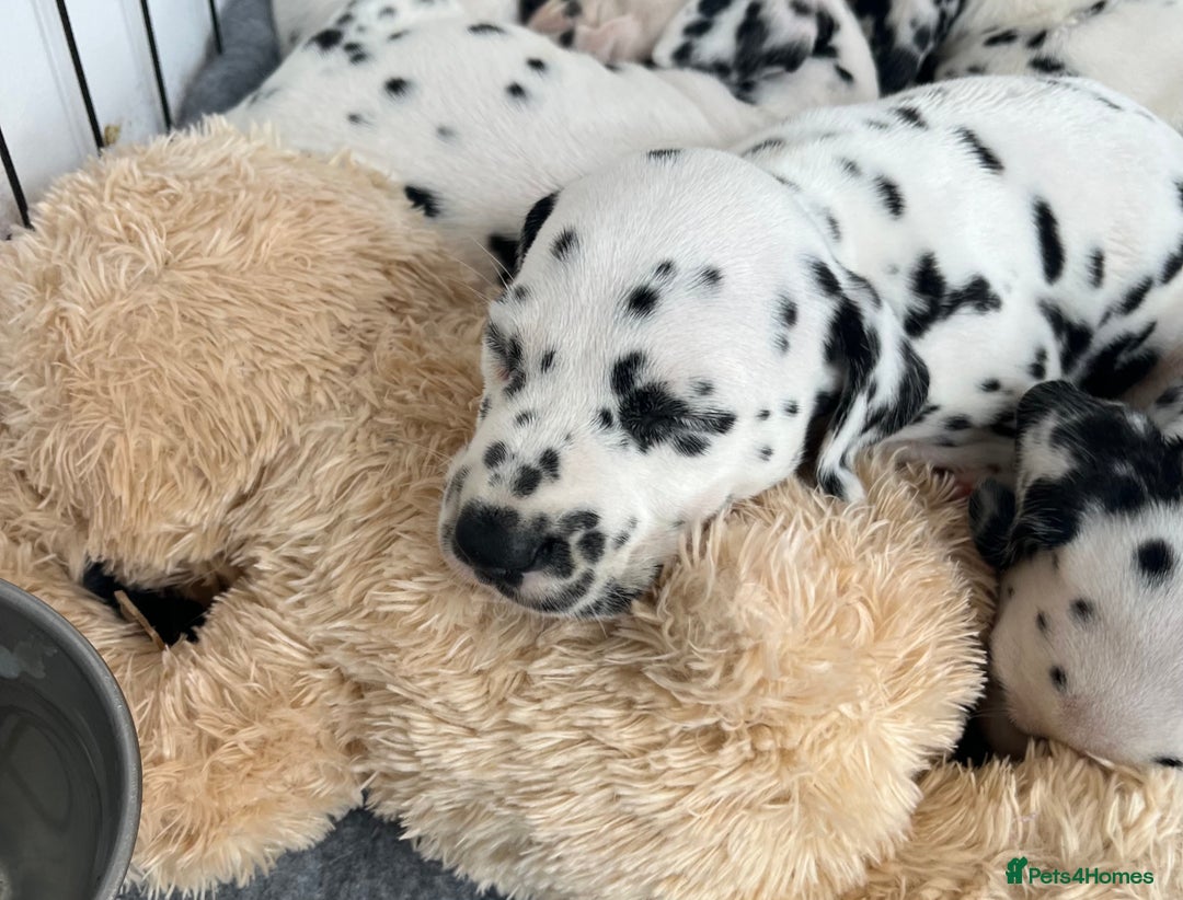 Dalmatian dogs for sale:  Just 2 full hearing puppies by champion parents  - Image 26