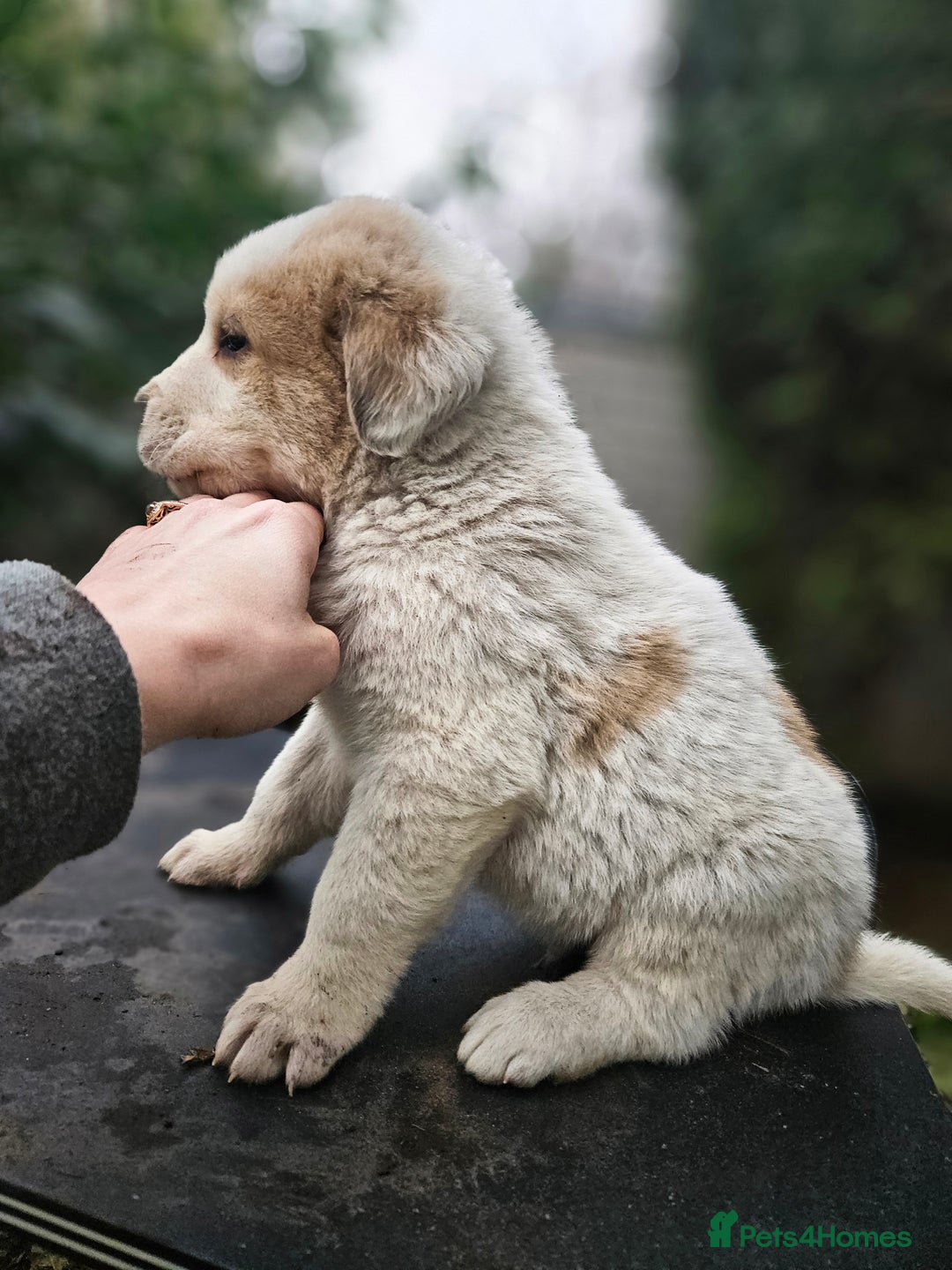 Central Asian Shepherd dogs for sale: Beautiful central Asian shepherd puppies - Advert 24