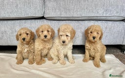 Coton De Tulear dogs for sale: Coton noodles puppies ready now  - Image 4
