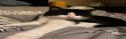 Mixed Breed cats for sale: Male 3 year old cat  - Advert 1