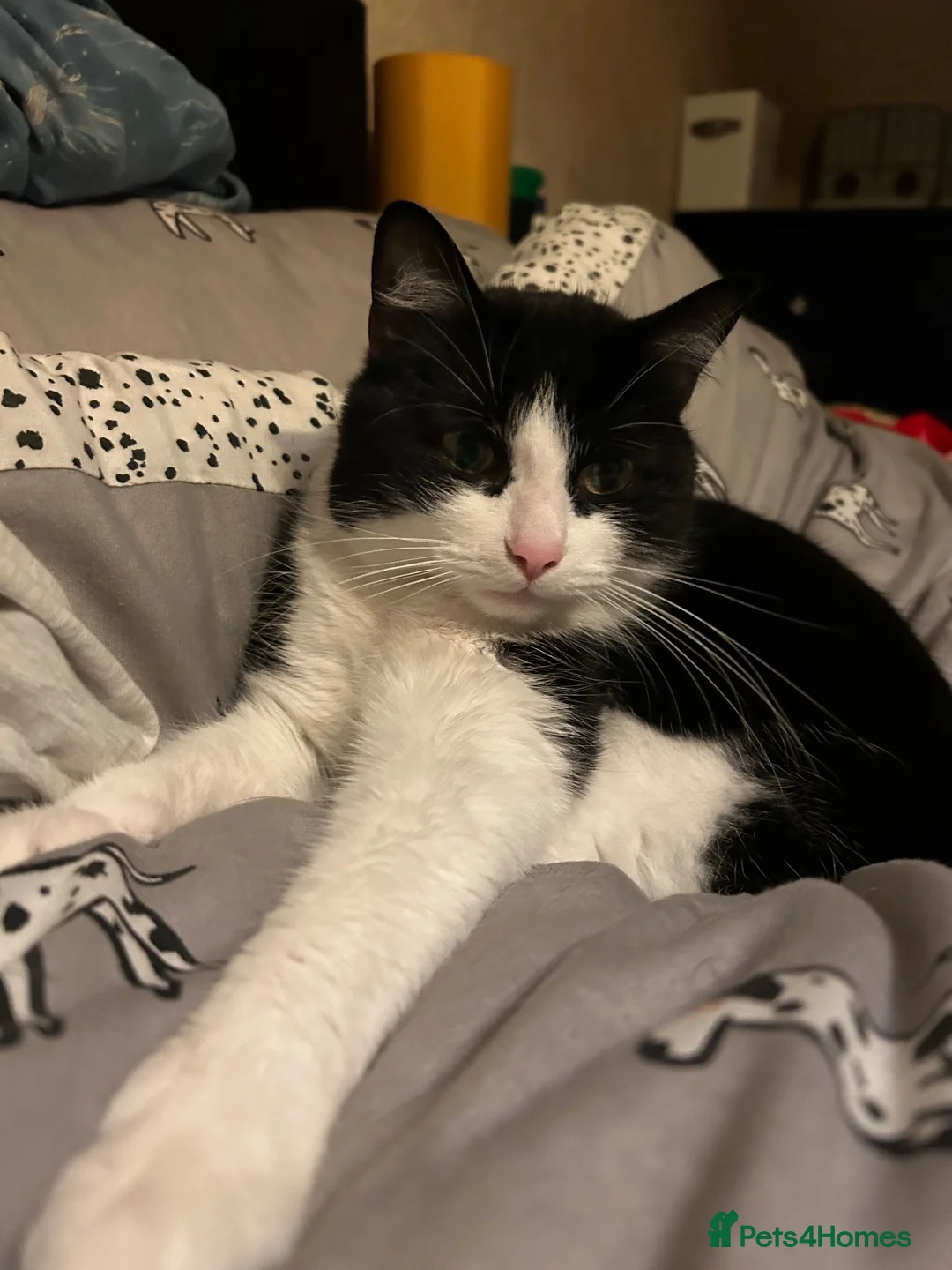 Mixed Breed cats for sale: Male 3 year old cat  - Advert 1