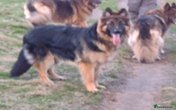 German Shepherd dogs for stud: Health and Generic tested KCReg GSD stud - Image 4