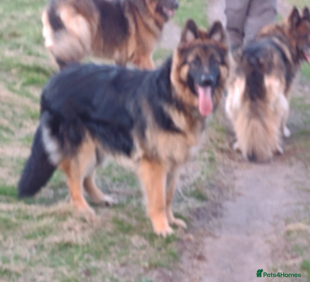 German Shepherd dogs for stud: Health and Generic tested KCReg GSD stud - Image 4