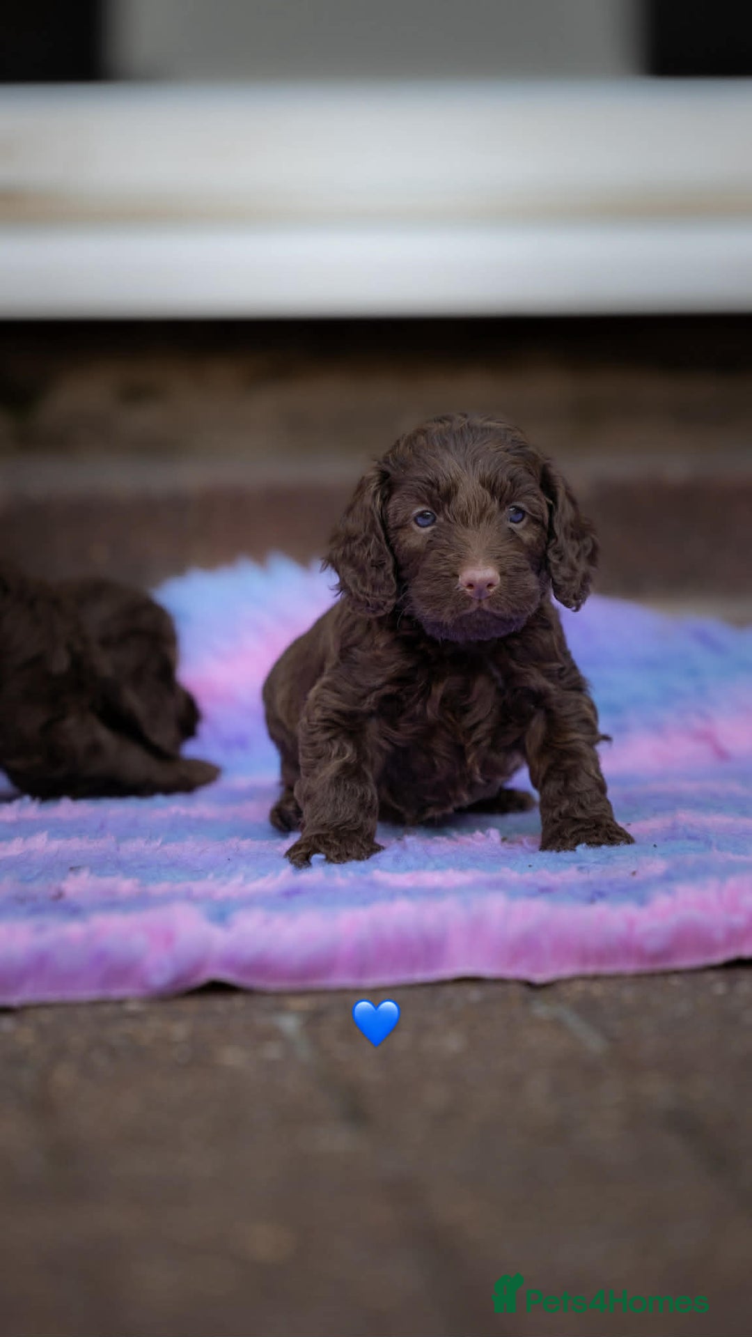 Cockapoo dogs for sale: Cockerpoo Puppies - Advert 4
