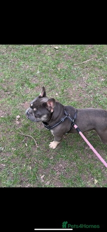 French Bulldog dogs in Telford - Advert 11