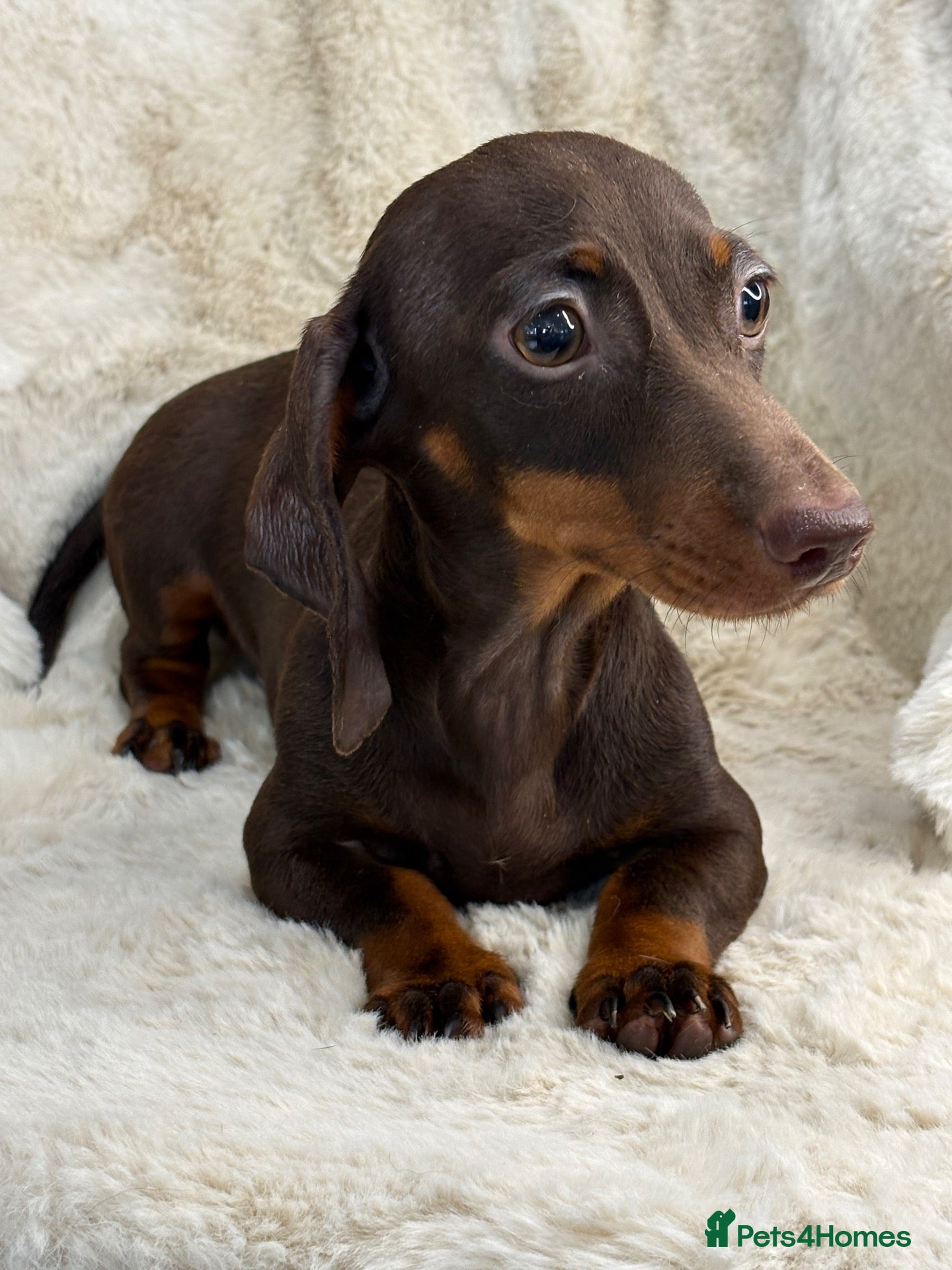 Miniature Dachshund dogs Beautiful dachshund puppies  - Advert 2