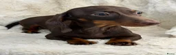 Miniature Dachshund dogs for sale: Beautiful dachshund puppies  - Advert 2