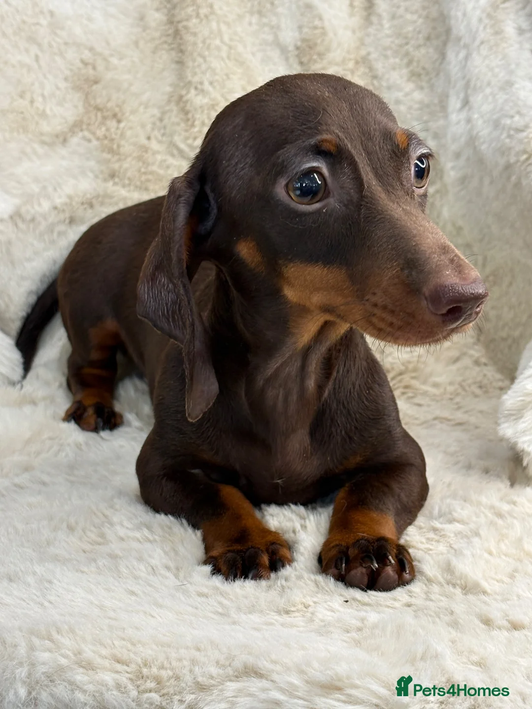 Miniature Dachshund dogs for sale: Beautiful dachshund puppies  - Advert 2