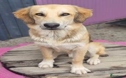 Mixed Breed dogs for adoption: Meet Fred  - Image 4
