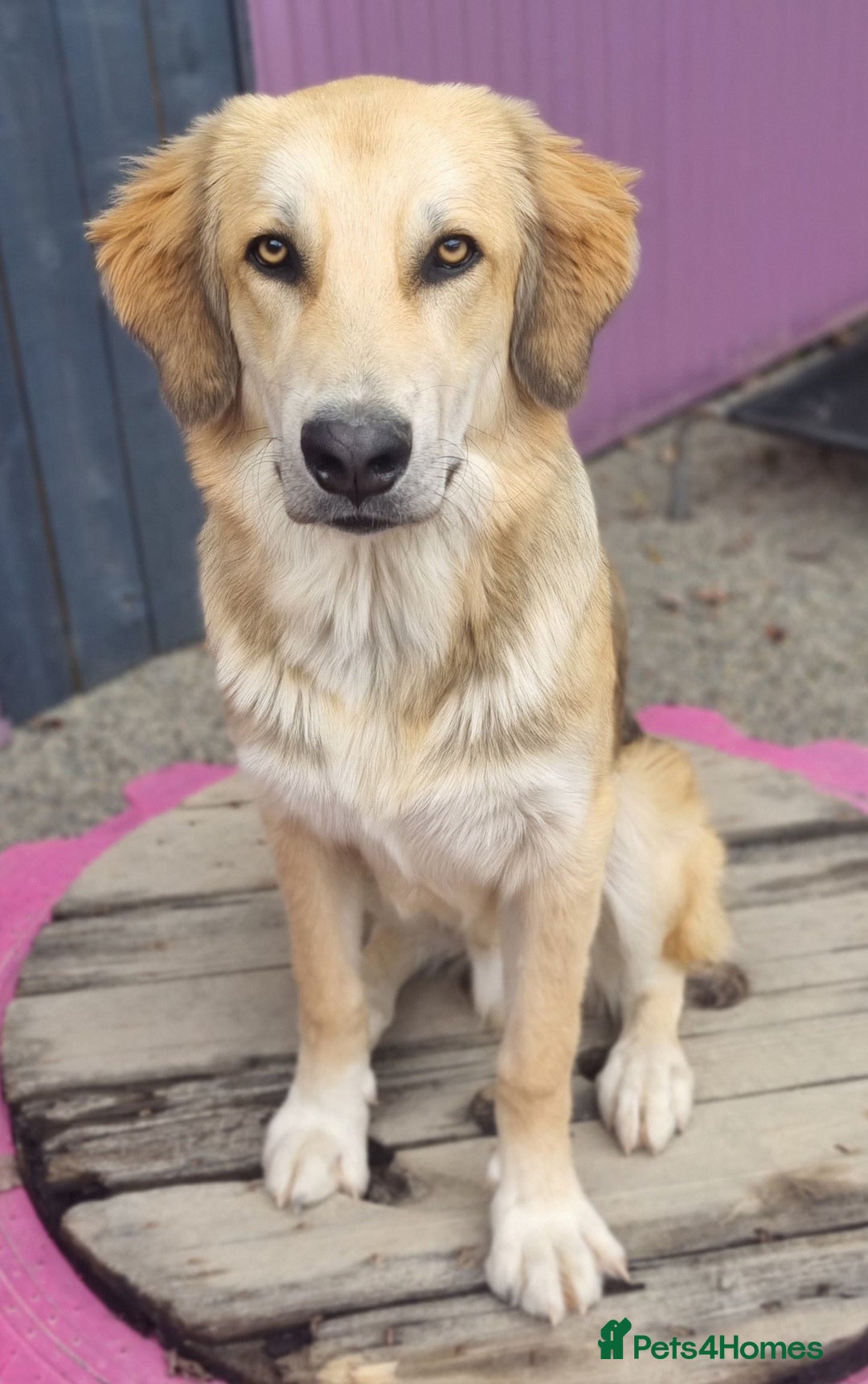 Mixed Breed dogs for adoption: Meet Fred  - Image 4