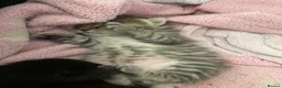 Mixed Breed cats for sale: 2 male kittens - Advert 11