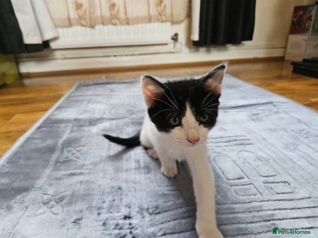 British Shorthair cats for sale: Kittens in Northampton - Image 21