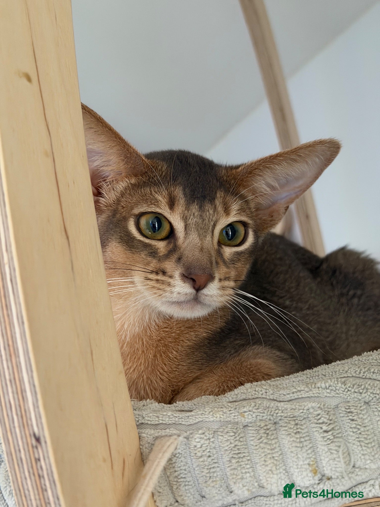 Abyssinian cats     Gorgeous kittens from champion parents 😽 - Advert 8