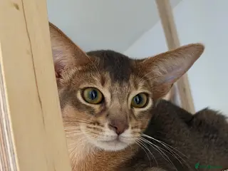 Abyssinian cats Gorgeous kittens from champion parents 😽 - Advert 8