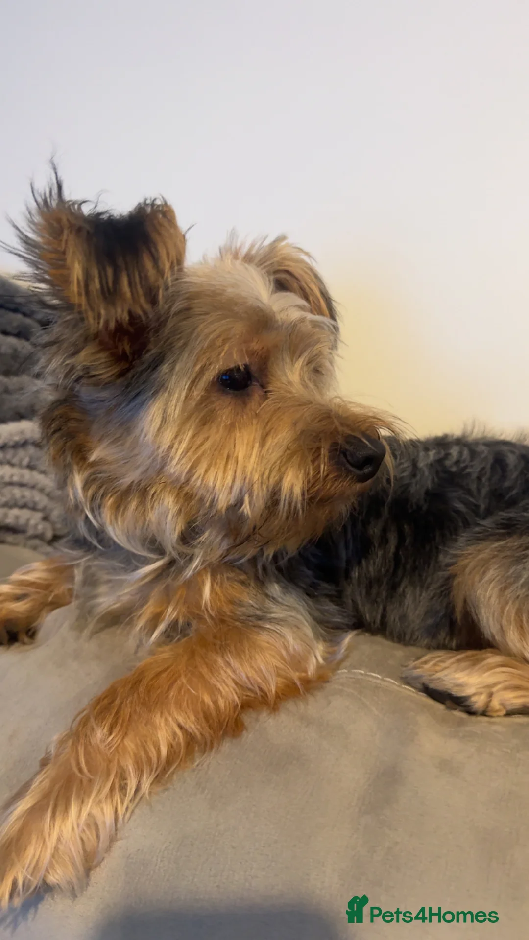 Yorkshire Terrier dogs for sale: beautiful Yorkshire terrier  - Advert 2