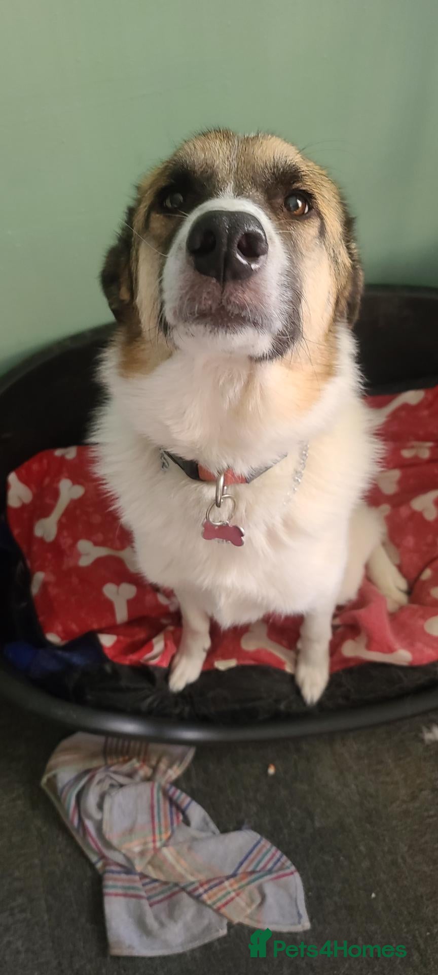 Mixed Breed dogs Antonian shepherd cross collie - Advert 3