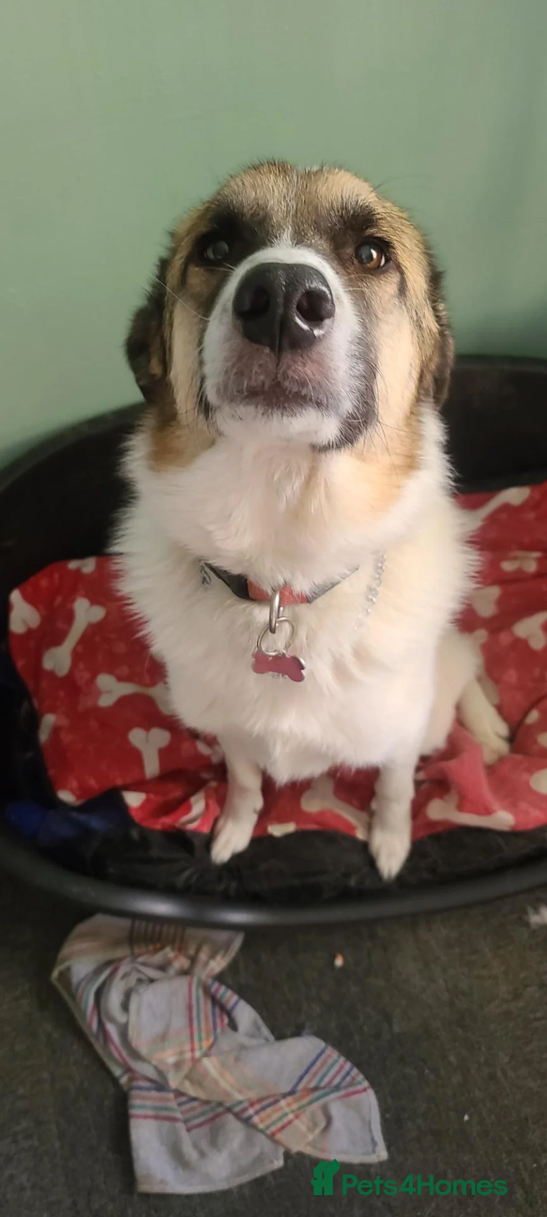 Mixed Breed dogs for sale: Antonian shepherd cross collie - Advert 1
