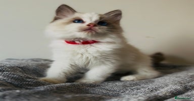Ragdoll cats - Advert 12