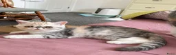 Exotic cats for sale: Gorgeous GCCF reg. kittens from Champions parents  - Advert 18
