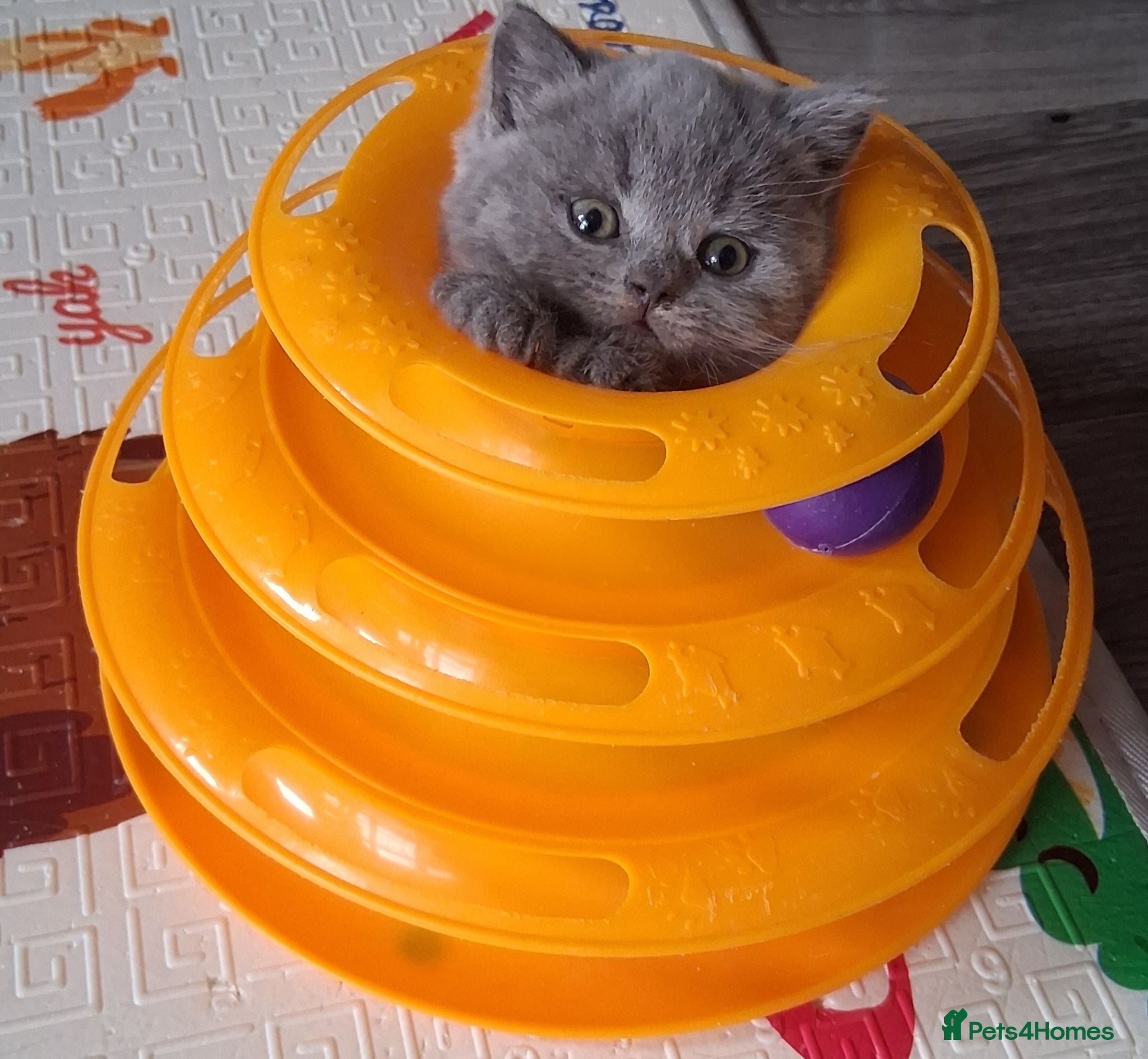 British Shorthair cats Betzy and Bunny - Advert 1