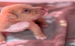 American Bully dogs for sale: Pocket bully female GREAT bloodline READY to leave - Image 26