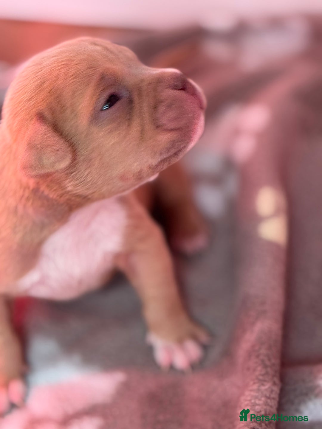 American Bully dogs for sale: Pocket bully female GREAT bloodline READY to leave - Image 26