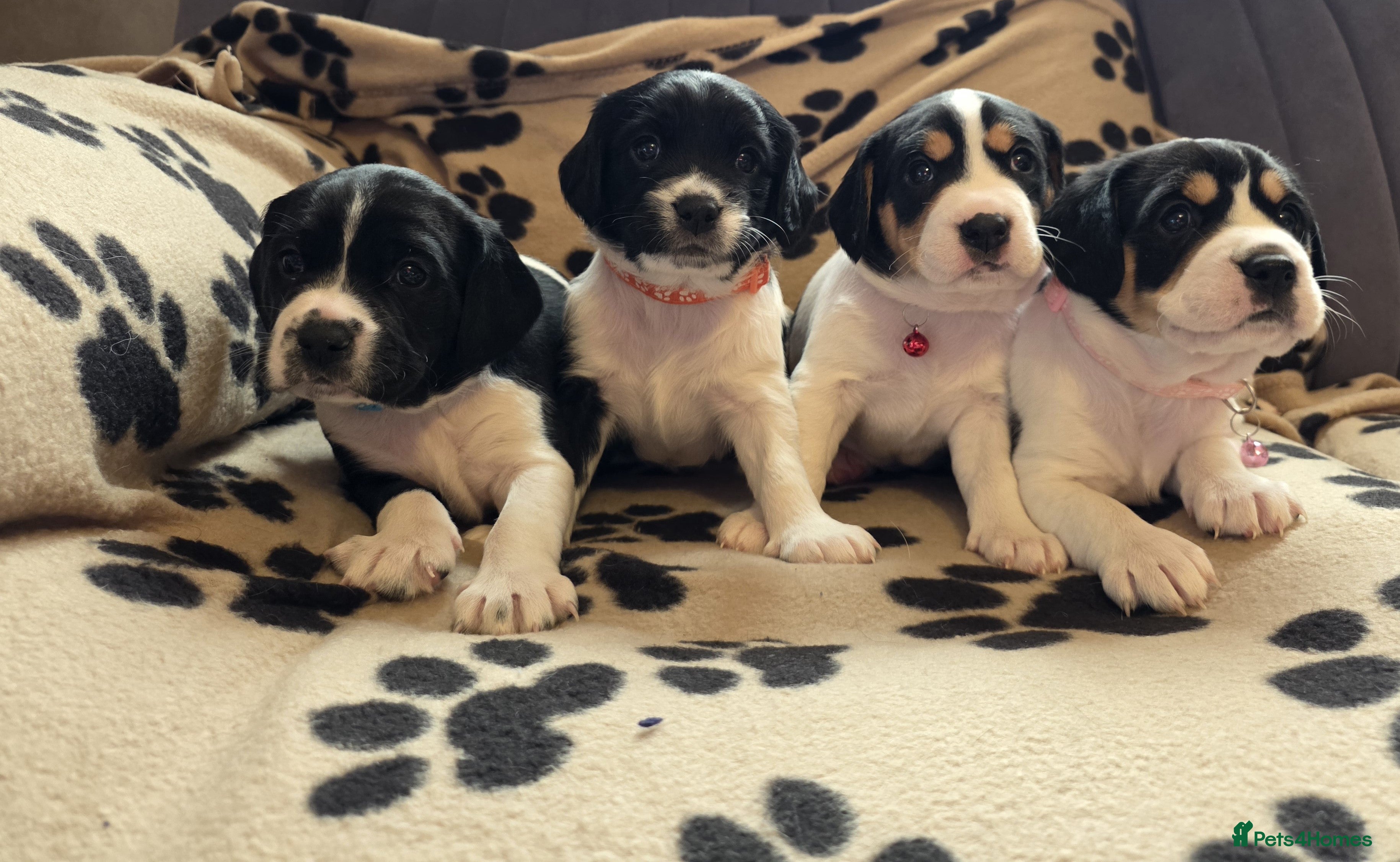 Mixed Breed dogs king charles cavalier x springer spaniel - Advert 12