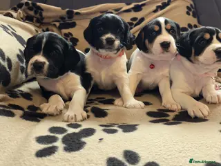Mixed Breed dogs king charles cavalier x springer spaniel - Advert 12